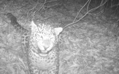 Результаты слежения за переднеазиатскими леопардами